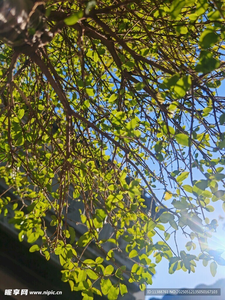 仰视繁茂绿树与蓝天