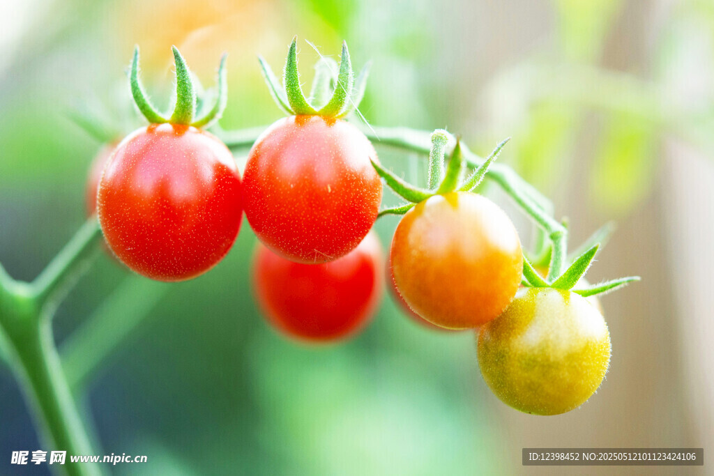 多彩小番茄挂枝