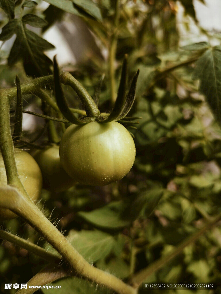 青番茄挂在繁茂植株上