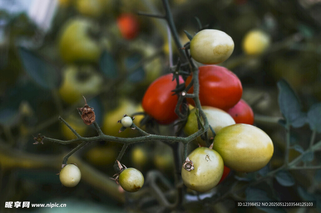 枝头多彩小番茄