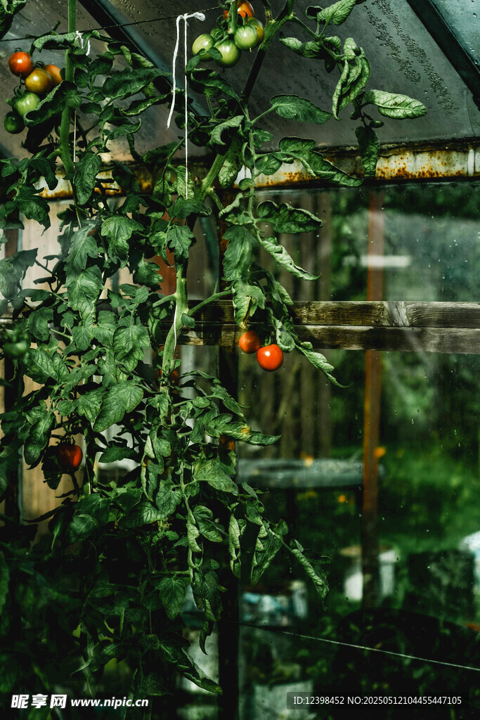 温室中的番茄植株