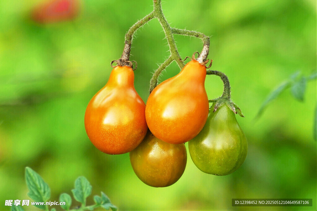 枝上多彩小番茄