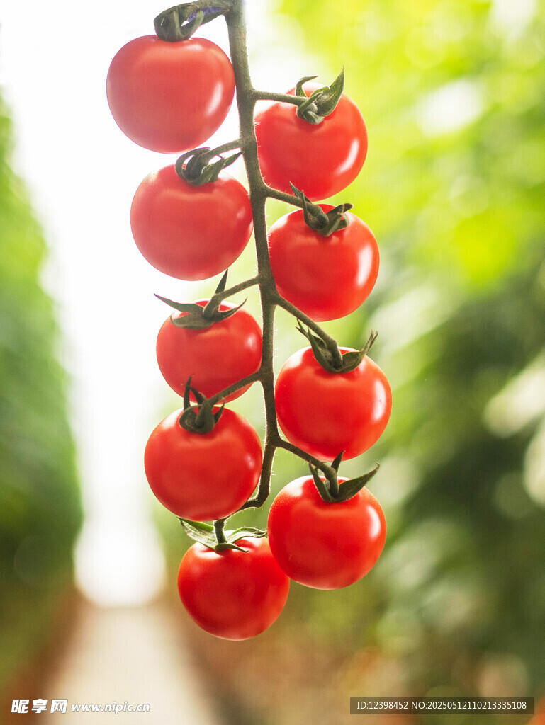 枝头红嫩小番茄