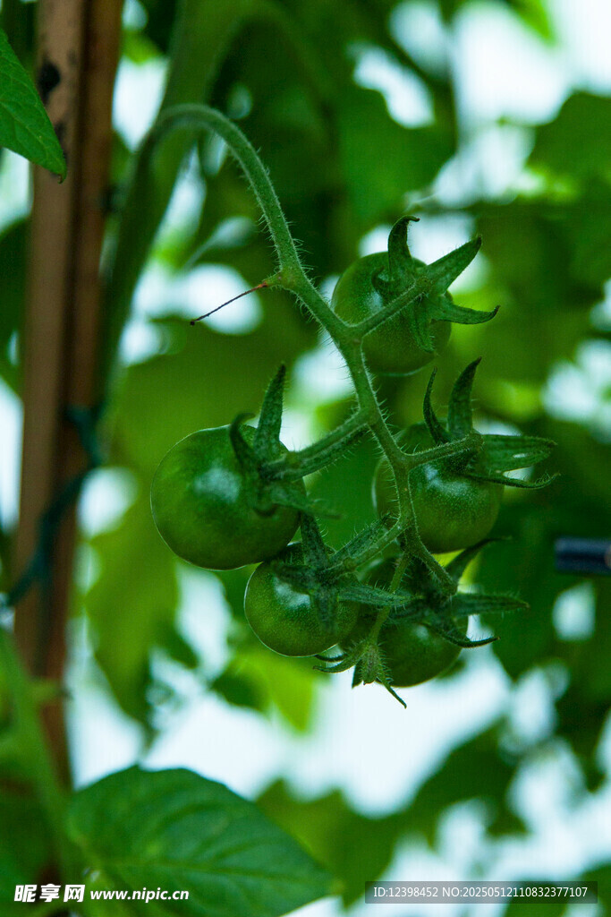 藤蔓上的翠绿番茄