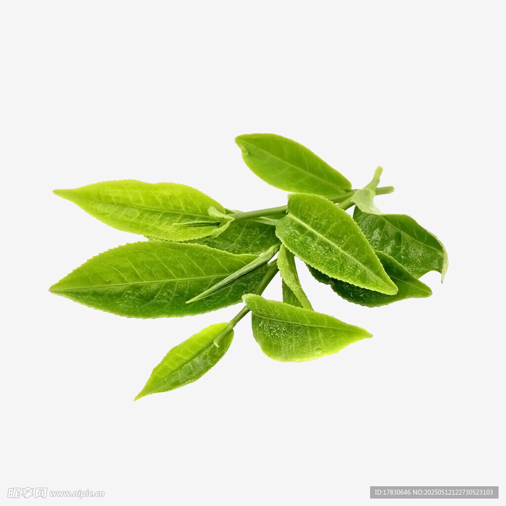新鲜嫩绿的植物叶片