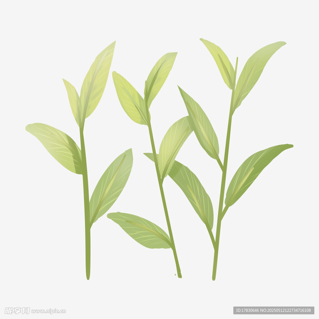 清新嫩绿茶叶插画
