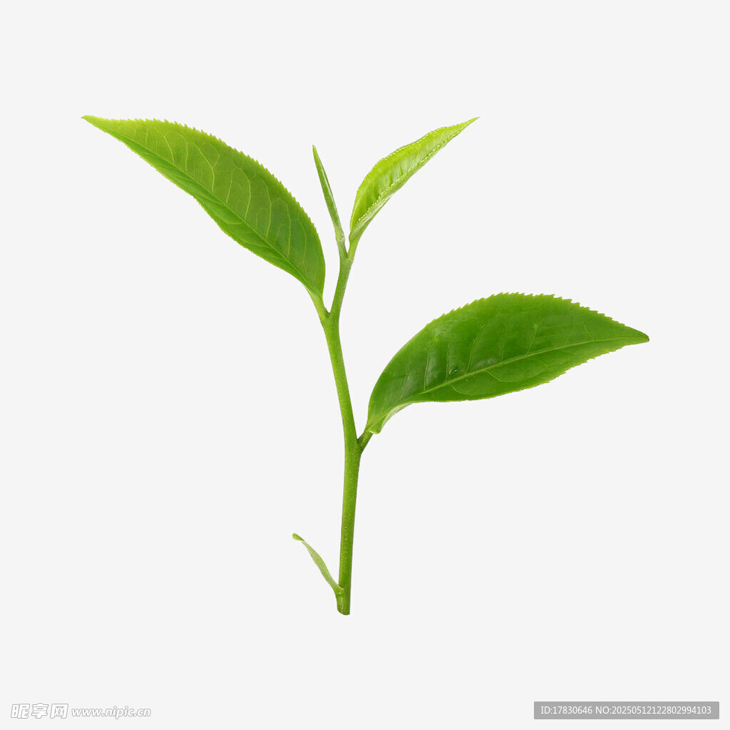 嫩绿茶芽新生