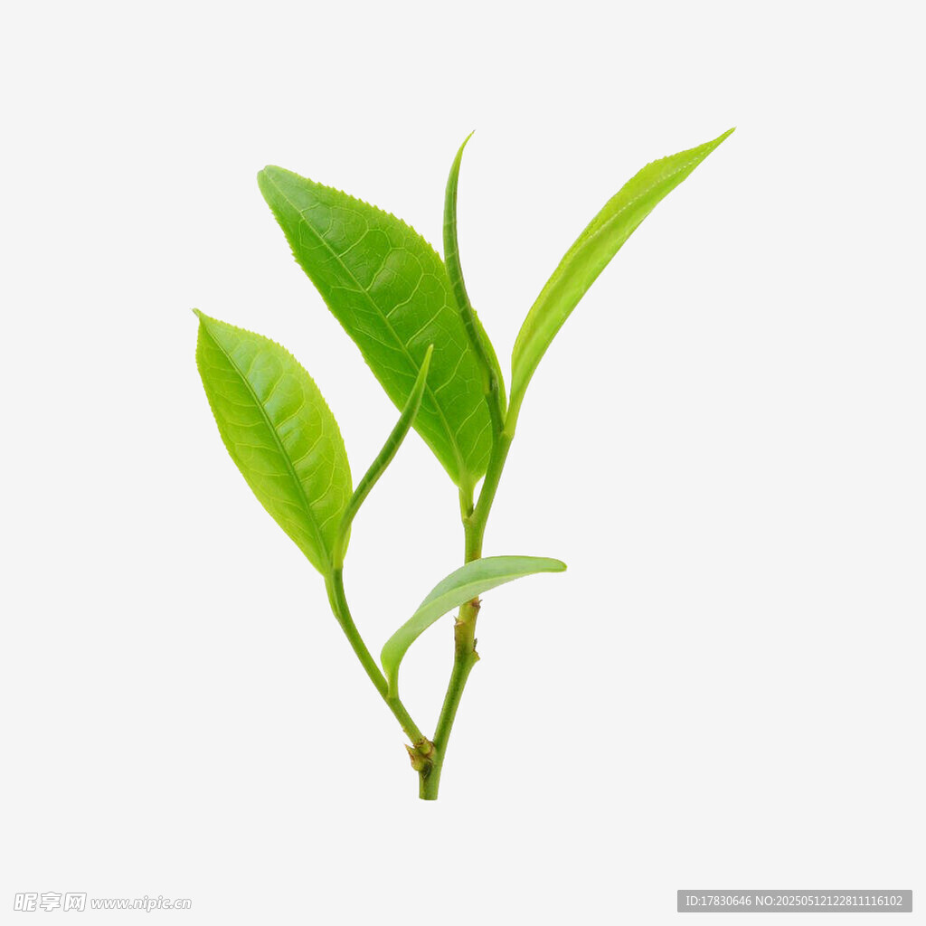 嫩绿茶叶枝芽特写