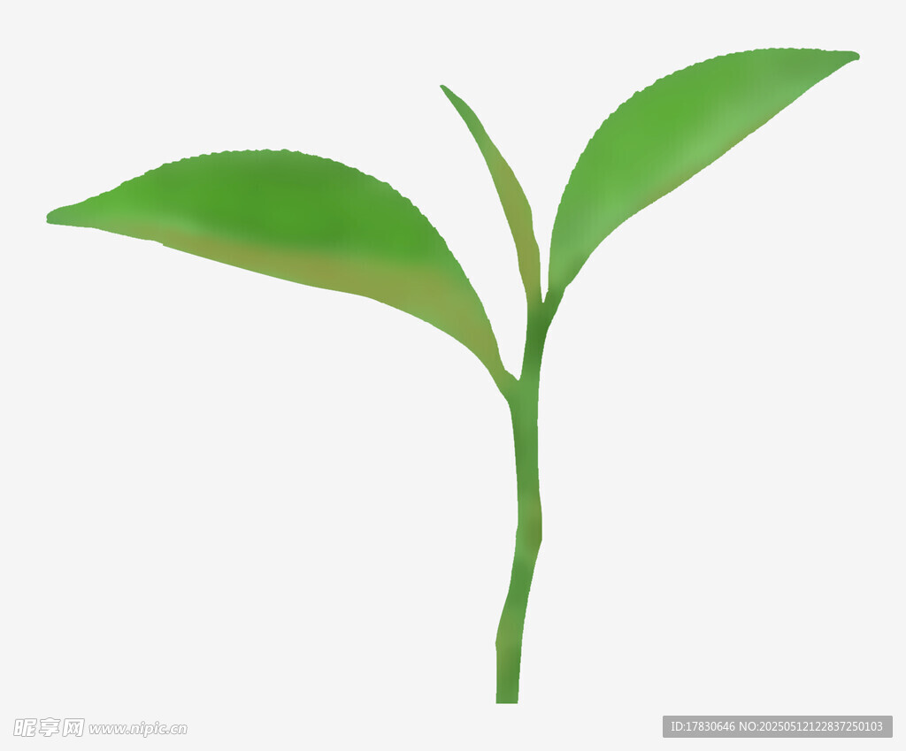 嫩绿幼苗生机盎然