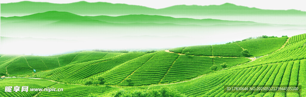 翠绿茶山 连绵山峦美景