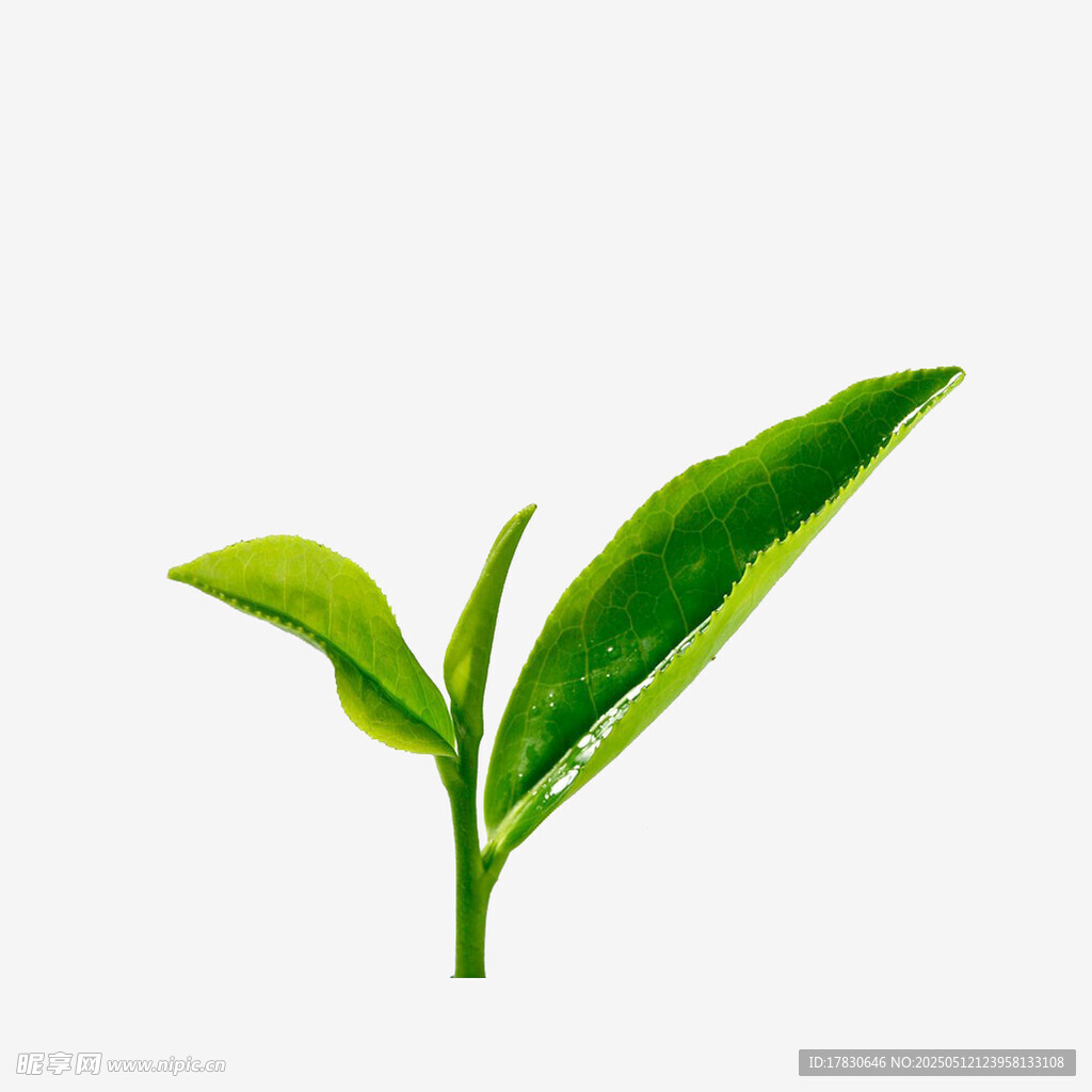 嫩绿茶芽新生