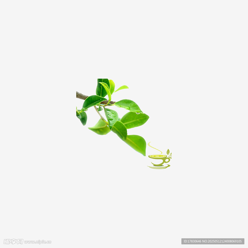 翠绿藤蔓植物清新画面