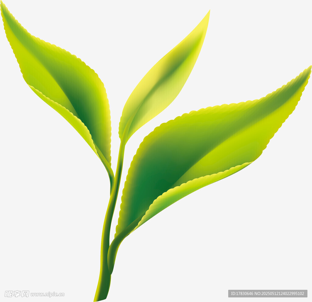 嫩绿茶叶枝芽