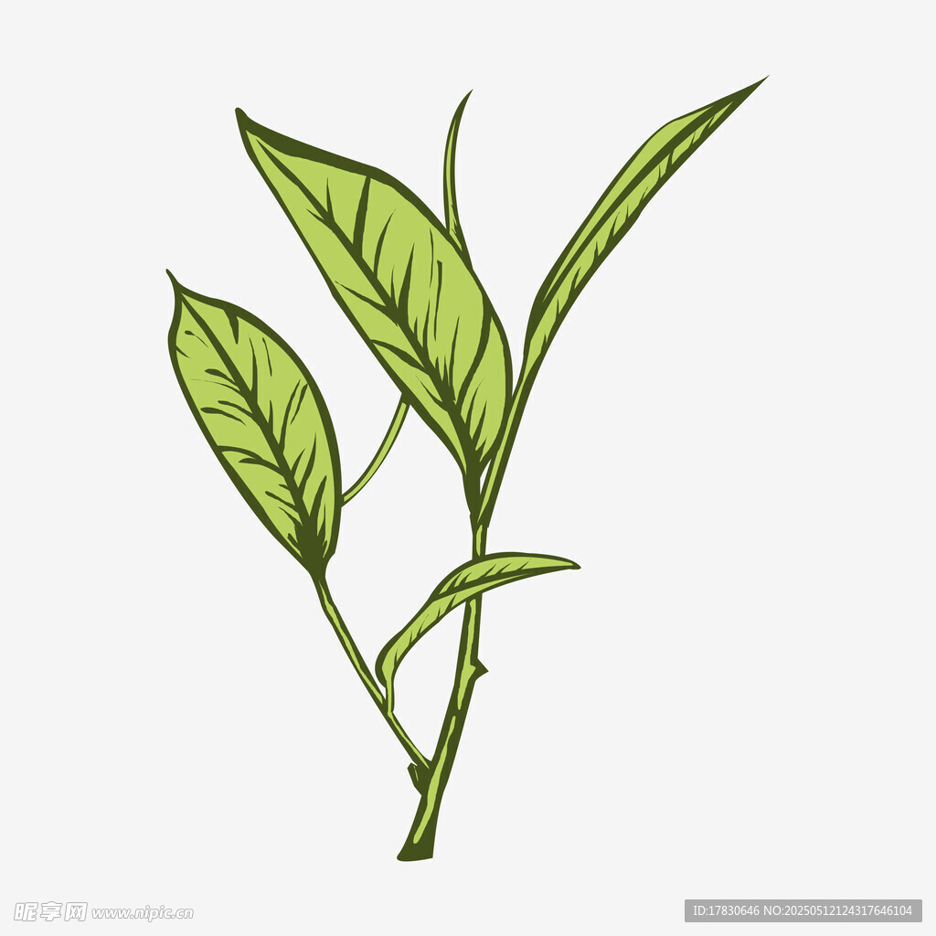 手绘嫩绿茶叶插画