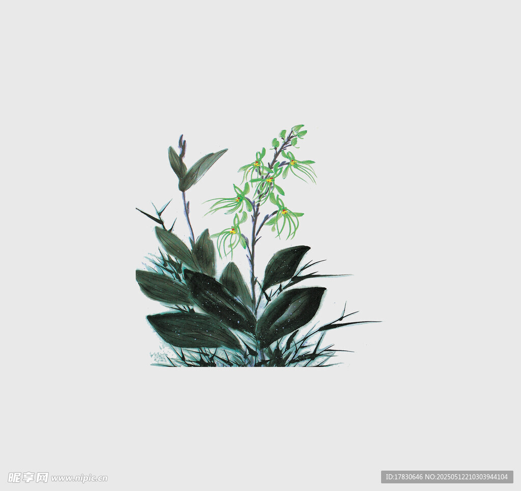 手绘绿植花卉插画作品