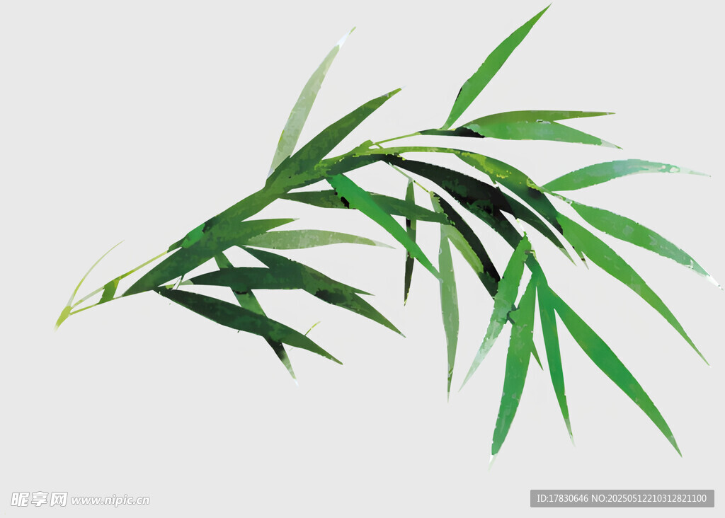 翠绿竹叶插画