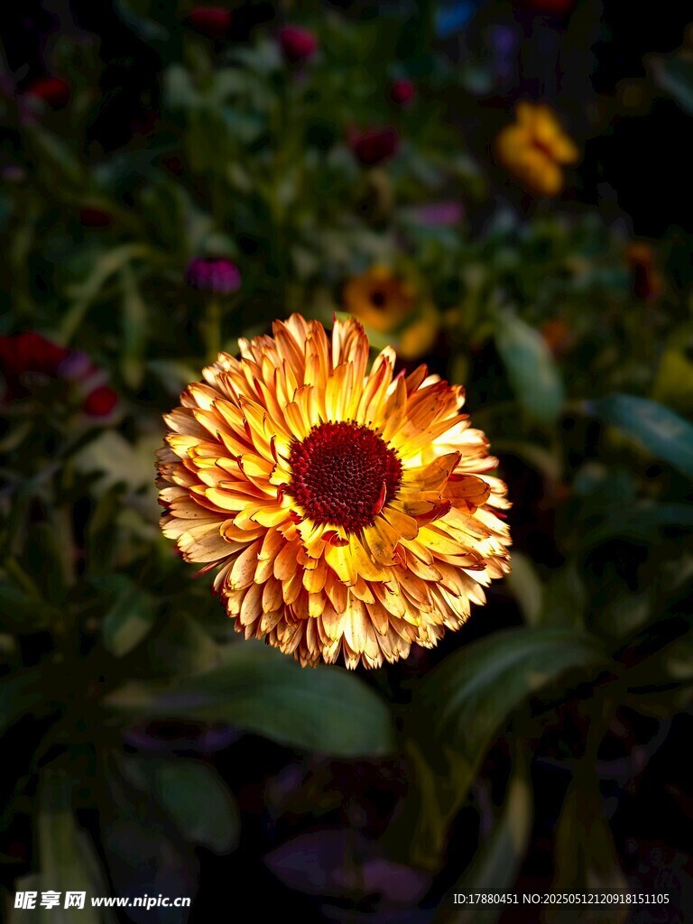 菊花
