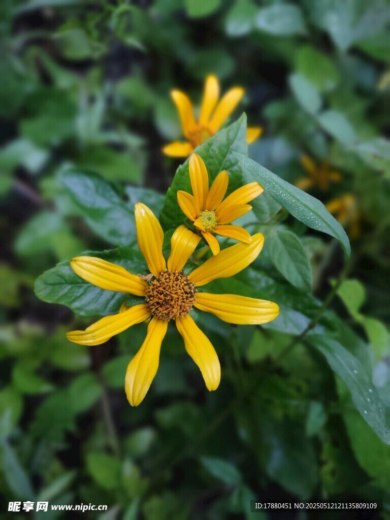 菊花