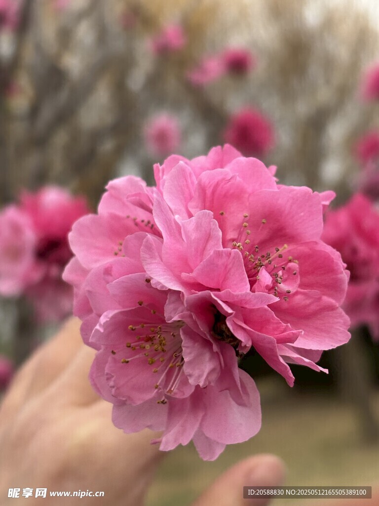 手捧娇艳粉色桃花
