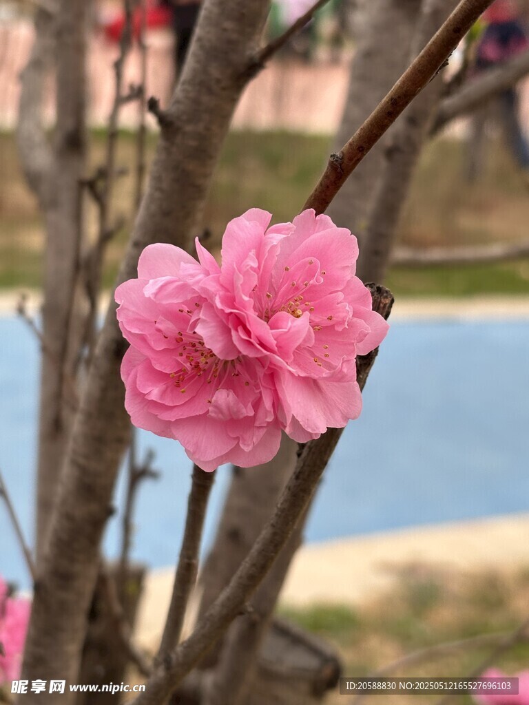 娇艳绽放的粉色桃花