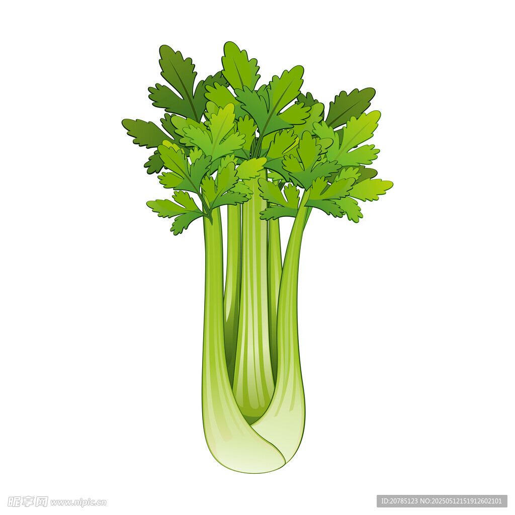 新鲜芹菜插画