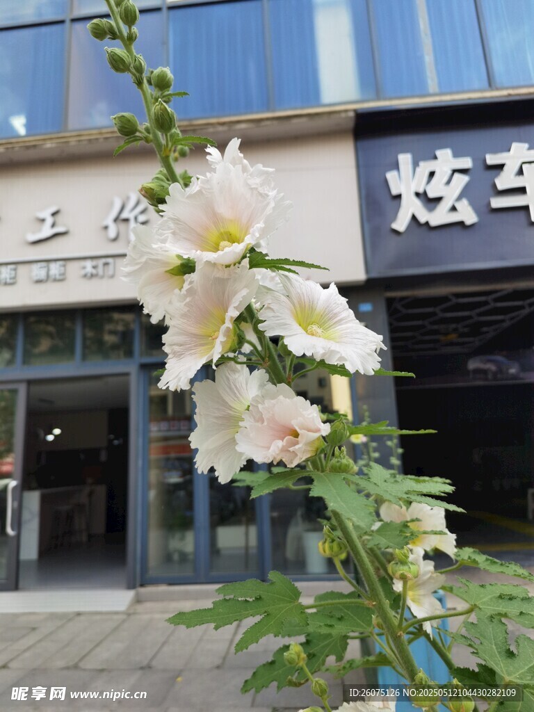 白色芙蓉葵