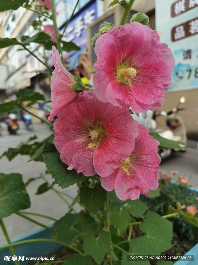 芙蓉葵