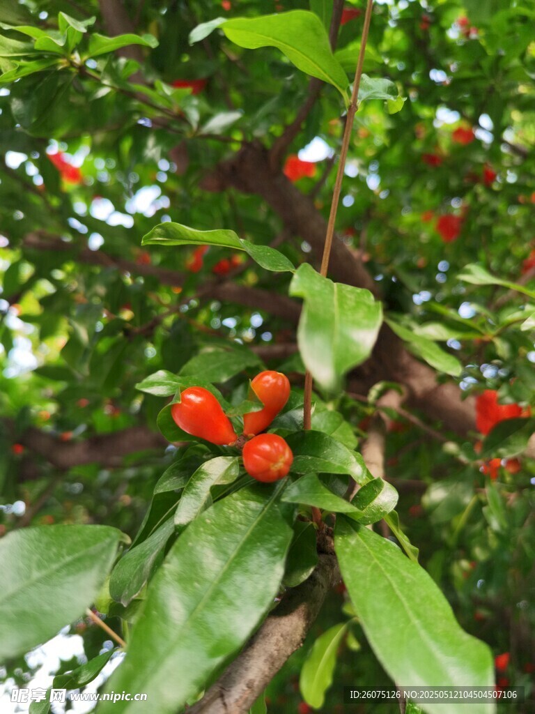 石榴花苞