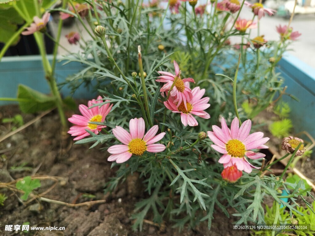粉色雏菊