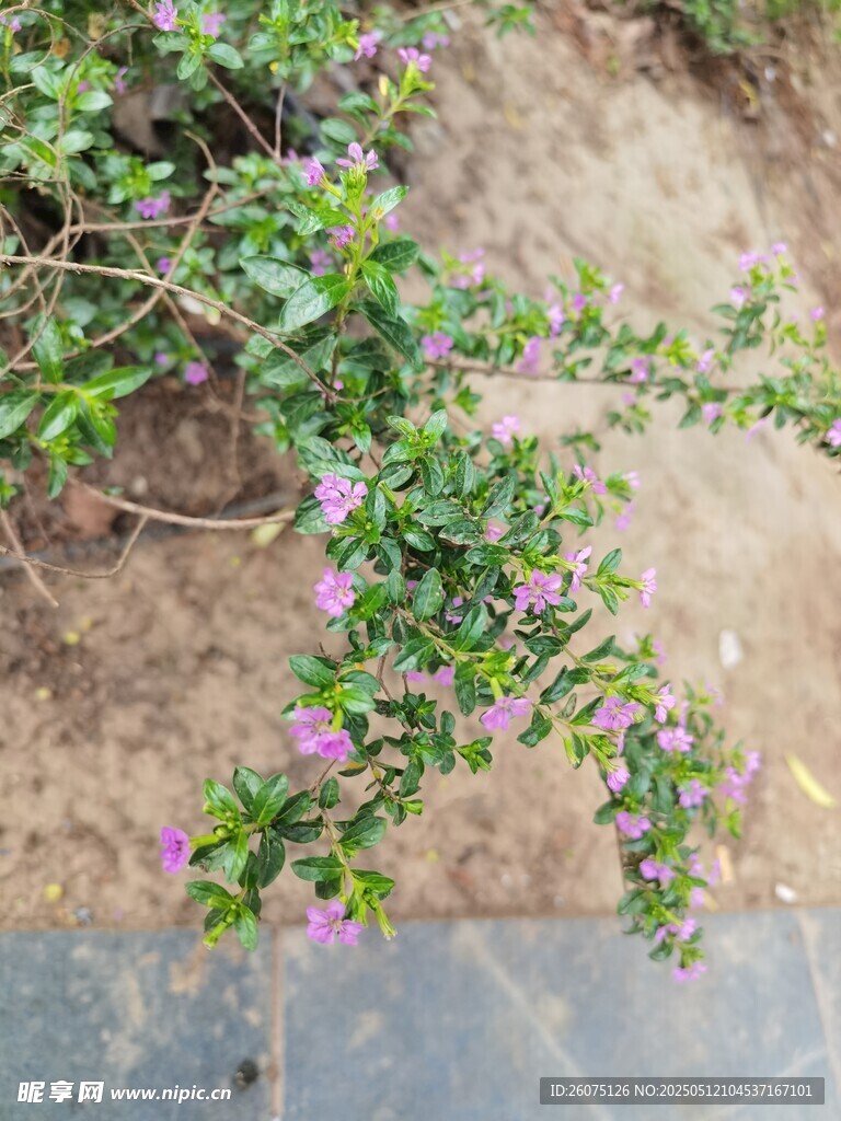 路边野花
