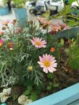 粉色菊花