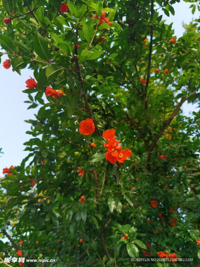 石榴花开