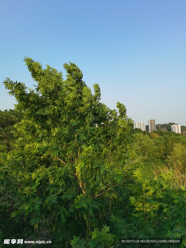 槐树