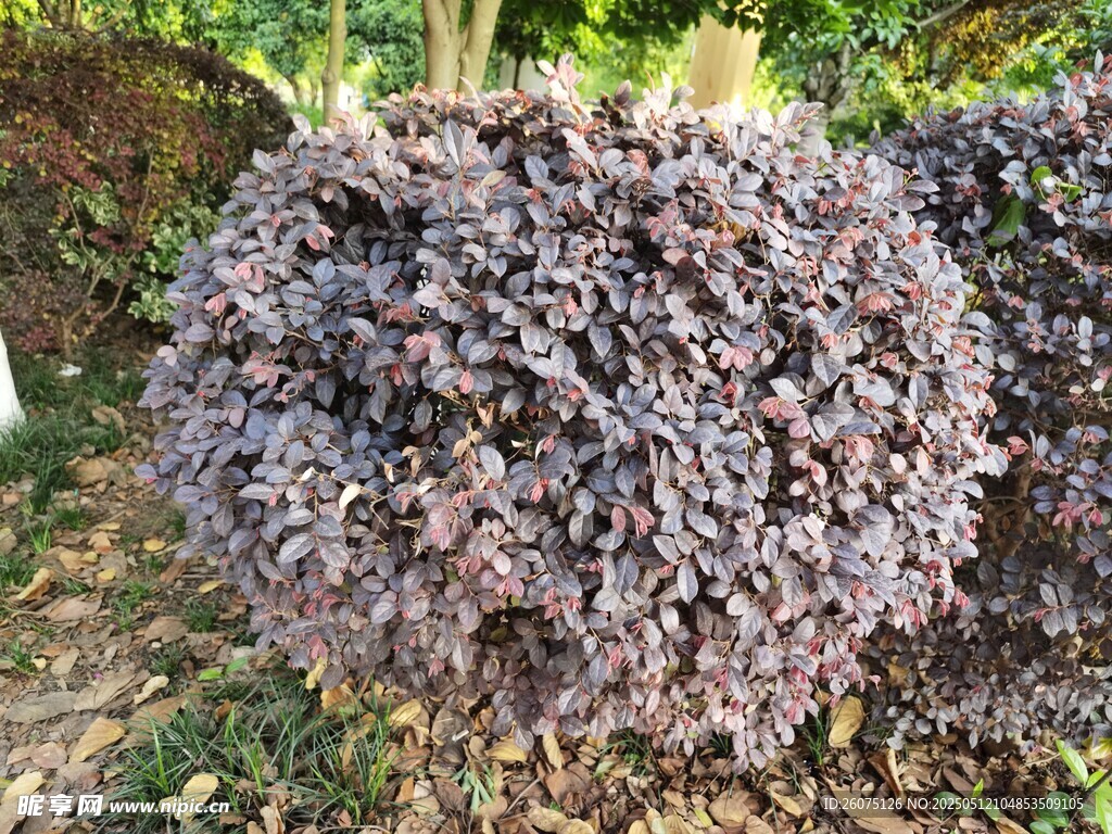 球状植物