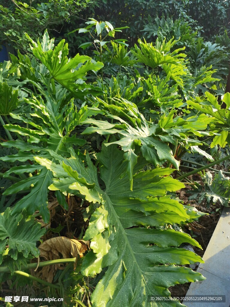 龟背竹叶 