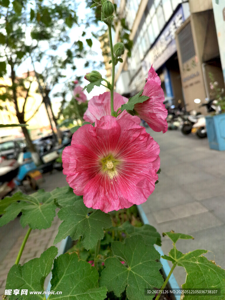 芙蓉葵