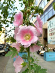 芙蓉葵