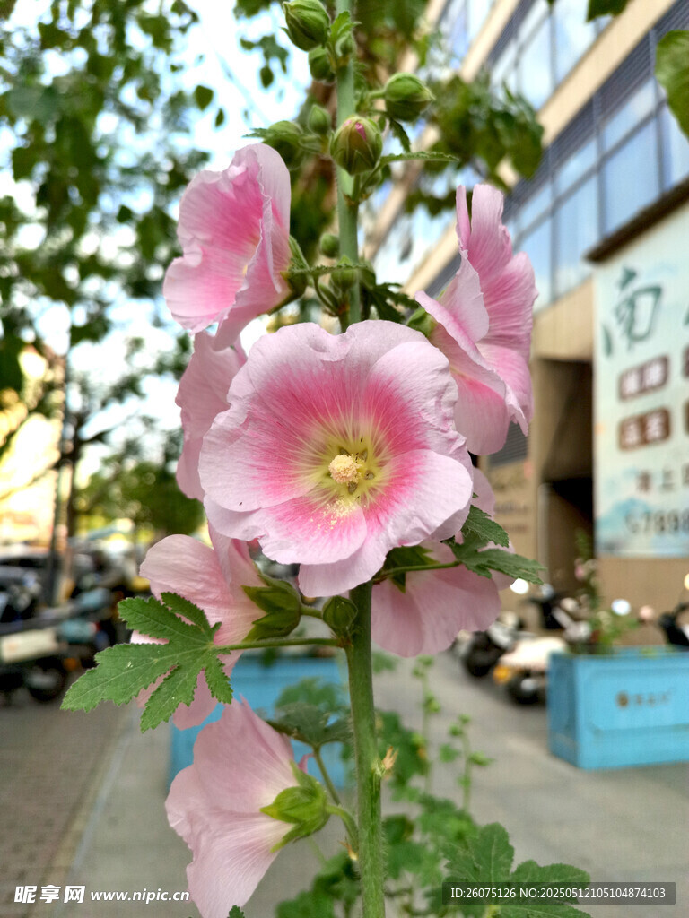 芙蓉葵