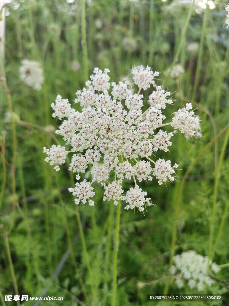 白色野花