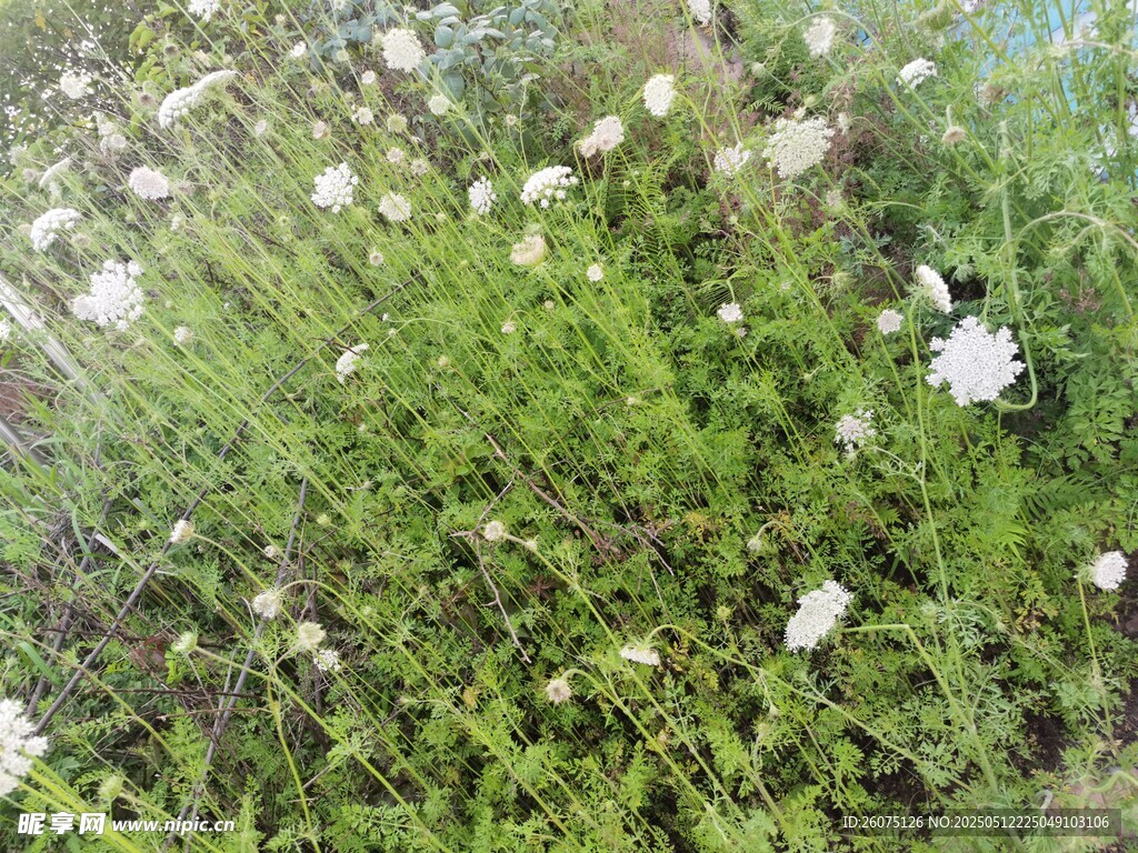 花草