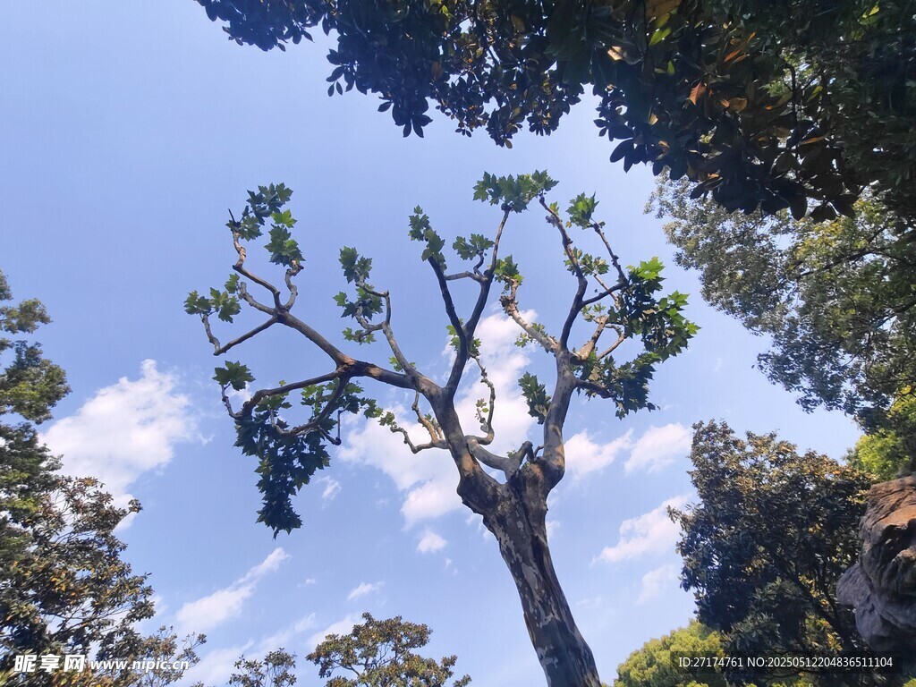 蓝天白云大树