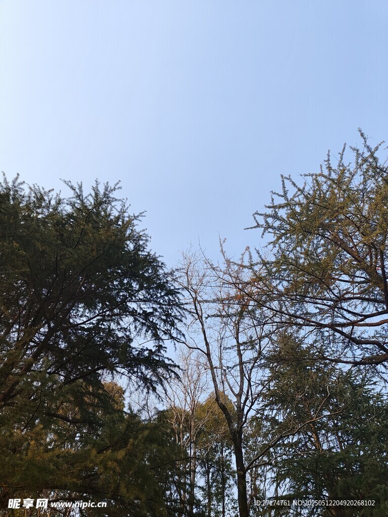 蓝天白云树木