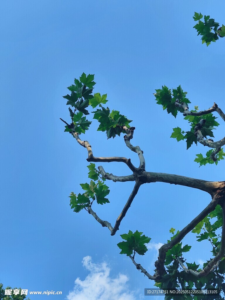 蓝天白云树木