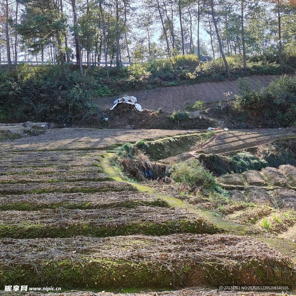 树木花草