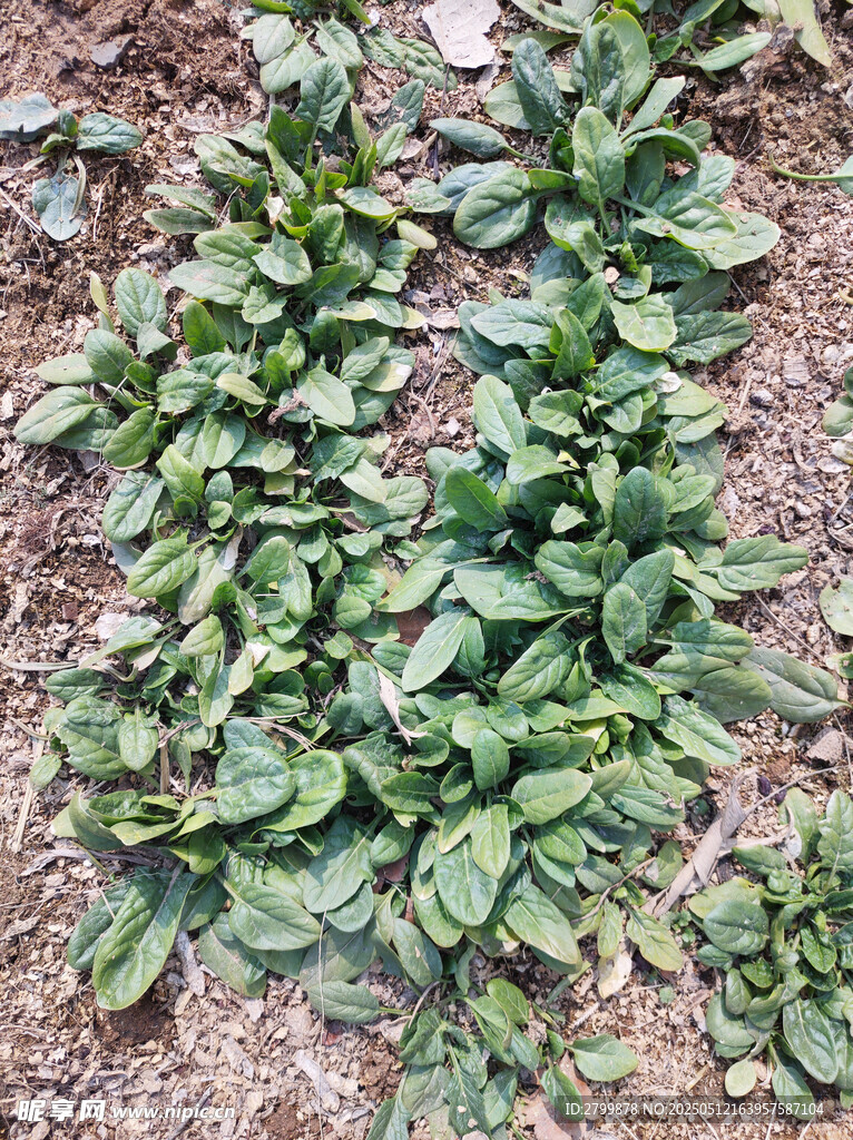 菠菜