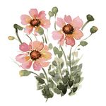 手绘粉色花卉插画