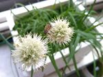 白色球状花卉清新蜜蜂特写