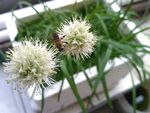 清新葱属花卉特写