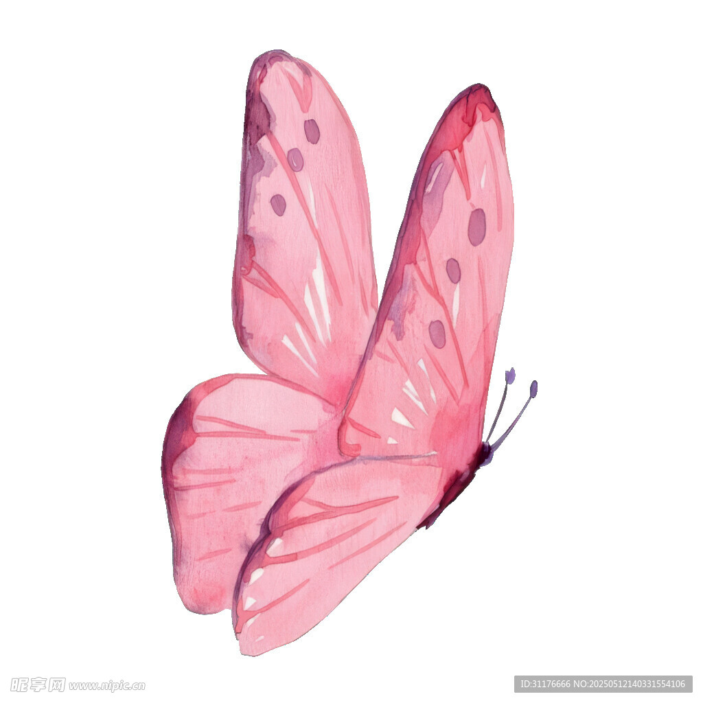 粉色蝴蝶水彩插画