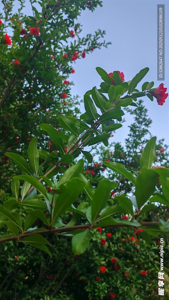 绿叶间的娇艳石榴花